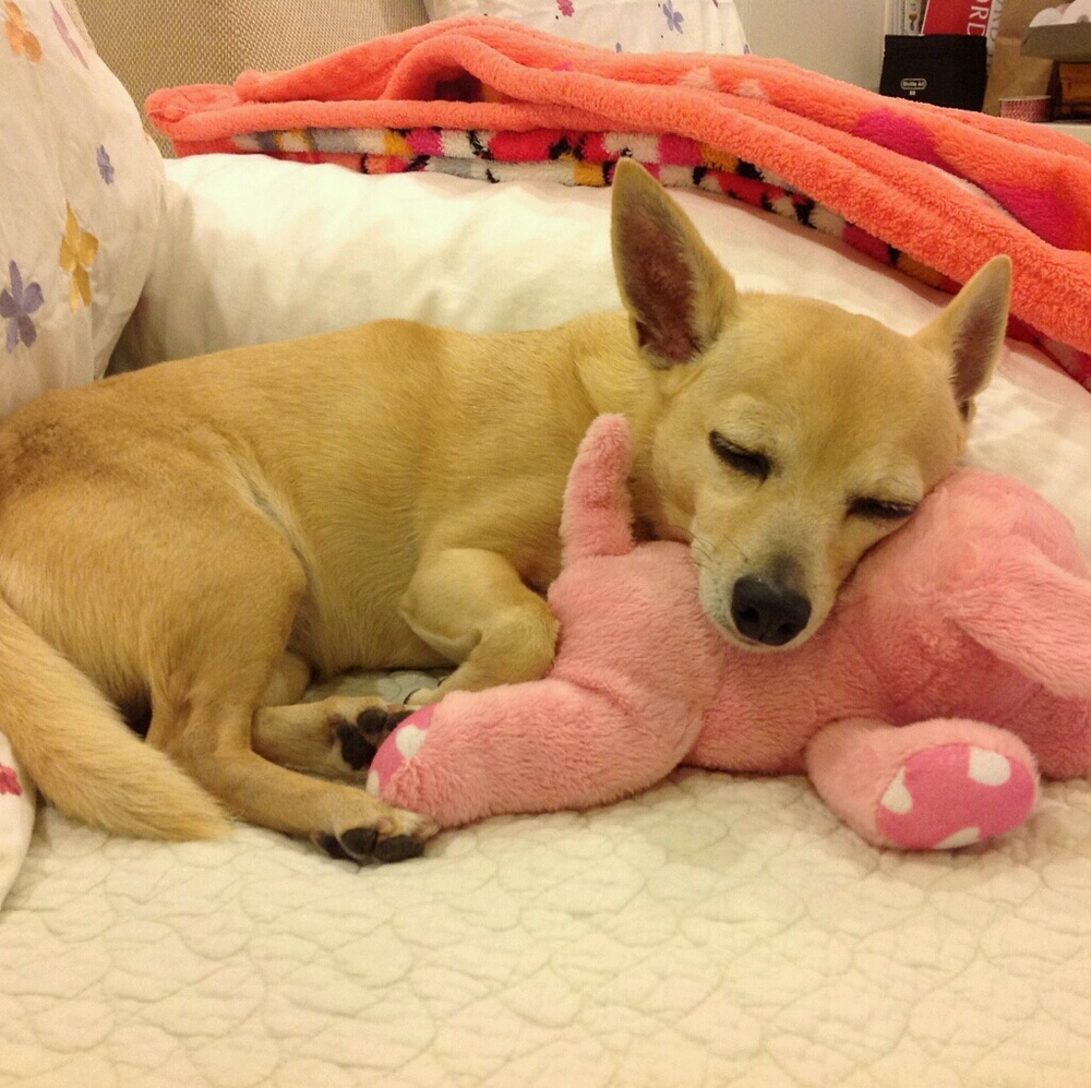 Meet your Posher, Renn